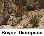 Boyce-Thompson