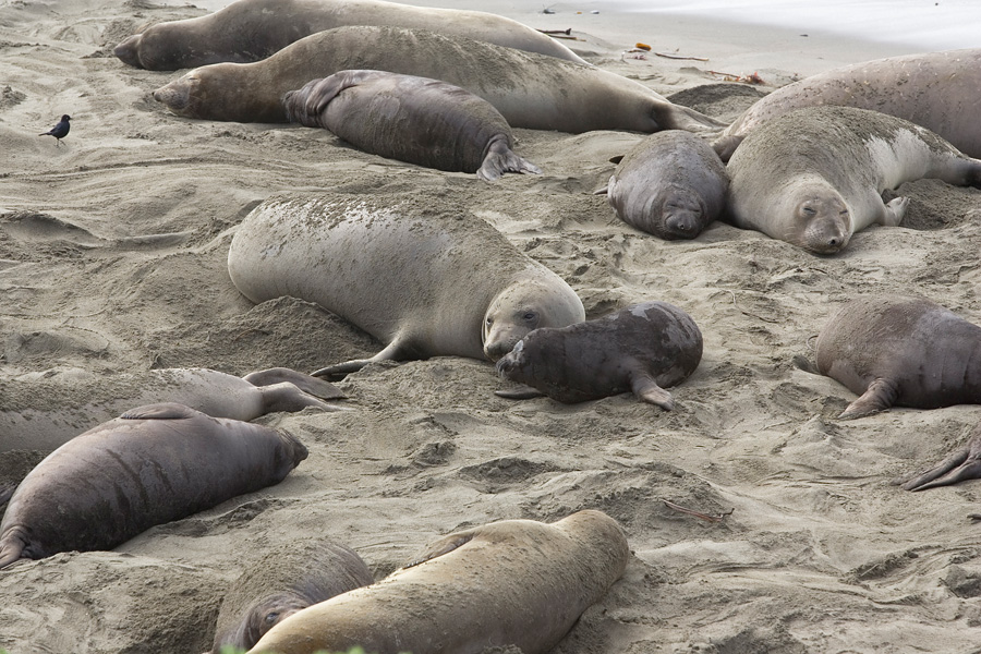 more seals