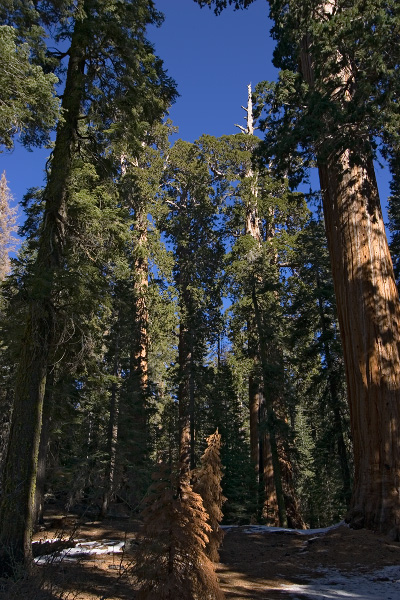 sequoia grove